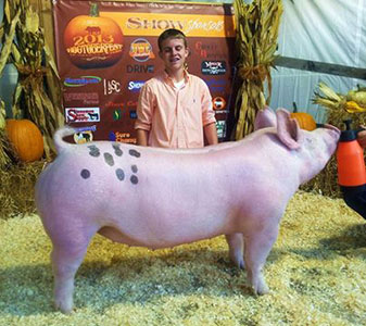 Tibbits Show Pigs Sows